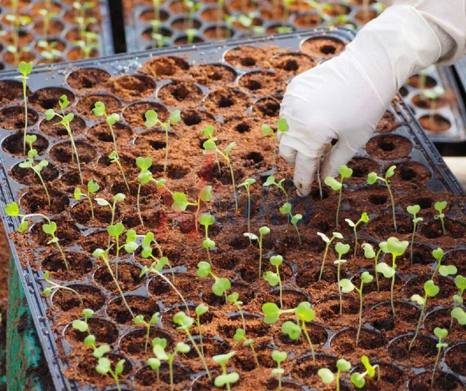 Quy Trình Ươm Giống Hạt Lai F1 Tại Lâm Đài: Tiêu Chuẩn Khép Kín Chuẩn Quốc Tế
